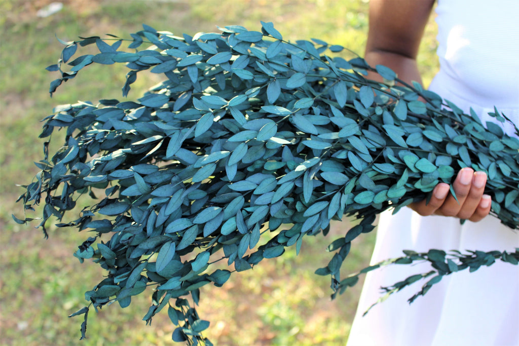 Eucalyptus true blue frais