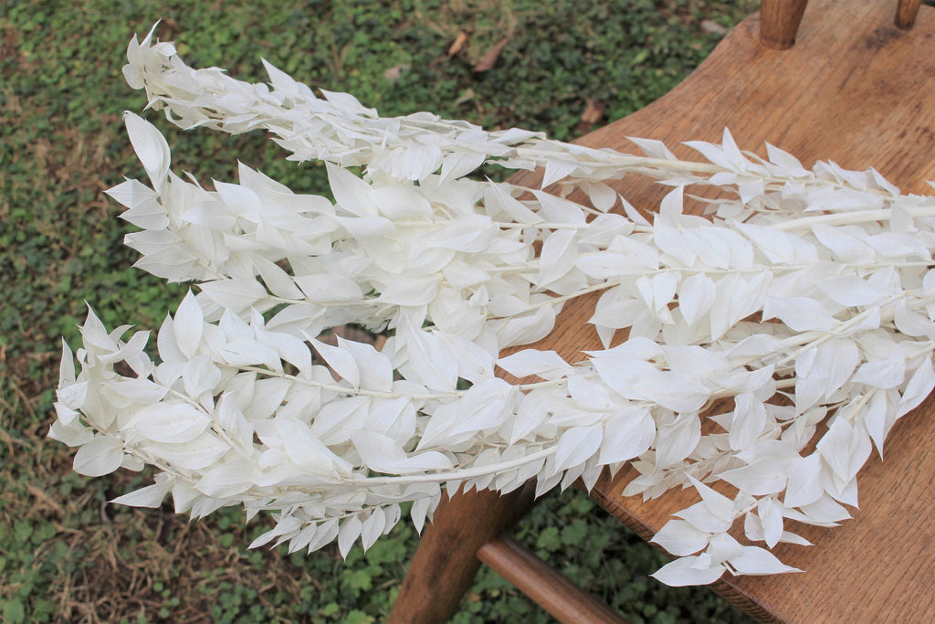 Premium White Italian Ruscus // Long Stem Dried Flower //Preserved