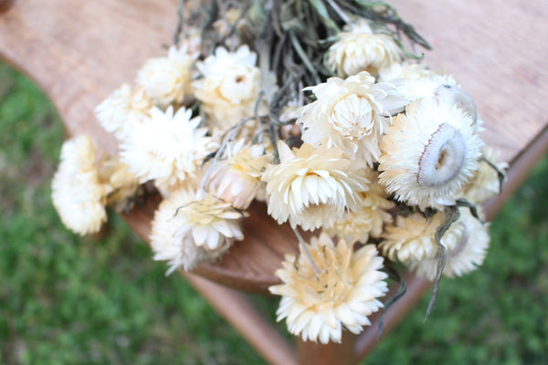 Cream Champagne Dried Strawflowers