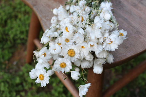 Dried White Rodanthe Daisies