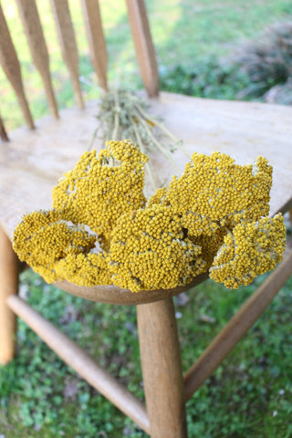 Dried Yarrow/ Golden Florals/ Mustard Colored Dried Florals