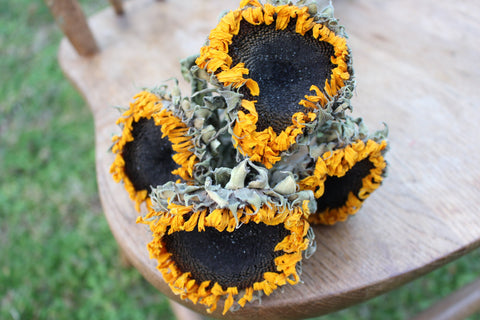 Dried Sunflowers with Stems