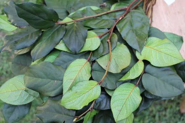 salal leaf greenery for bouquets and floral arrangements