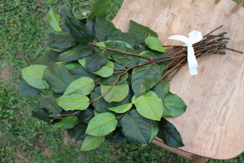 salal leaf greenery for floral arrangements laying on chair