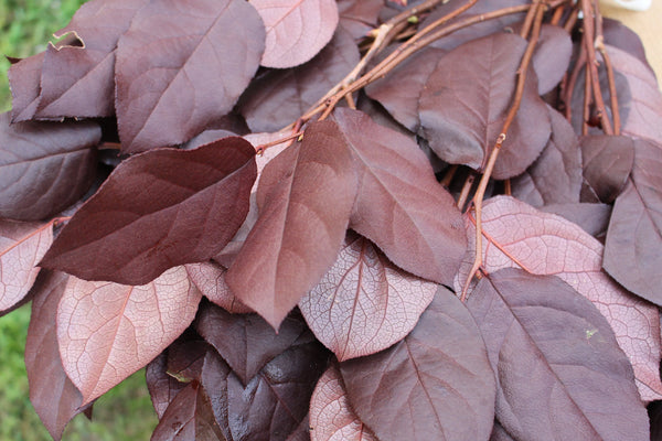 Salal Lemon Leaf-  Burgundy Greenery