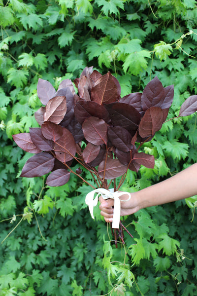 Salal Lemon Leaf-  Burgundy Greenery