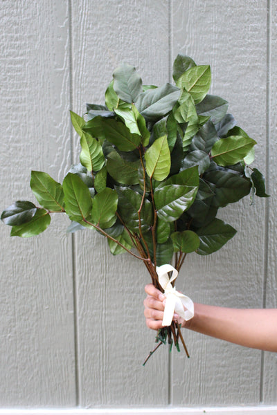 salal leaf greenery held in a person's hand to use for wedding bouquet and flower arrangements