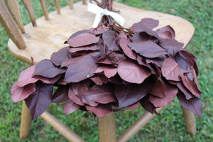 Salal Lemon Leaf-  Burgundy Greenery