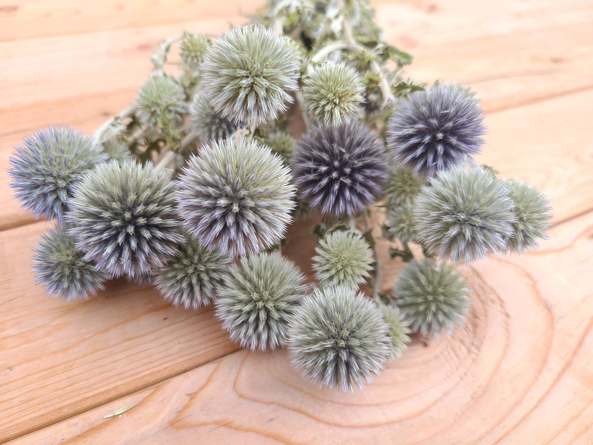Dried Echinops Ritro in Natural, Dried flowers for home décor, Wedding –  SolaFlowerStore, Natural Dried Flowers